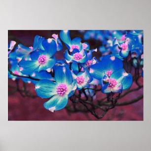 Blue Dogwood blossoms  Poster
