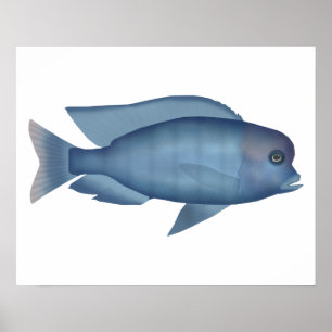 Blue Dolphin Cichlid Poster