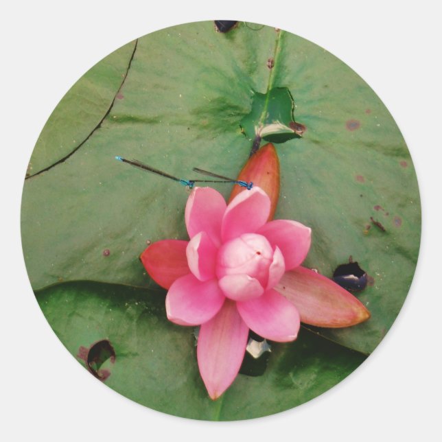 Blue Dragonflies on a pink lotus flower Classic Round Sticker (Front)