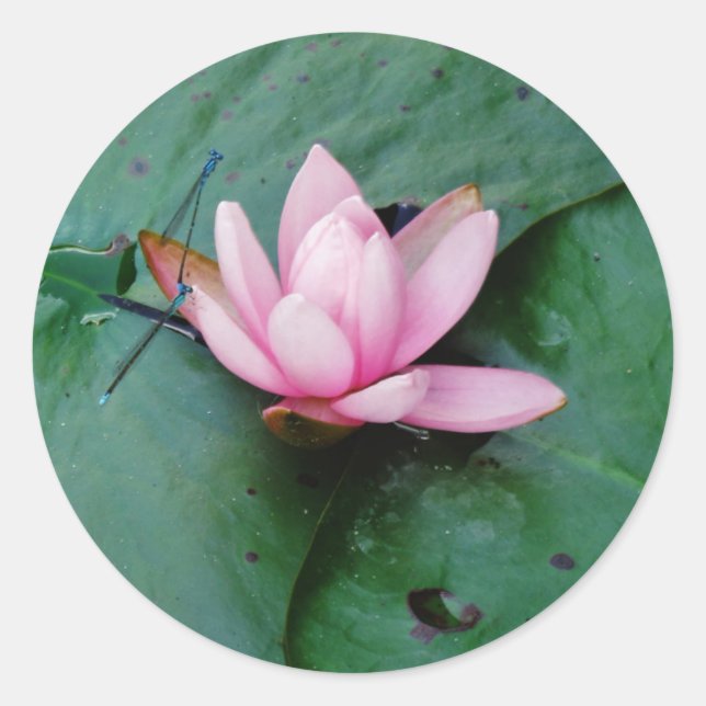 Blue Dragonflies on a pink lotus flower Classic Round Sticker (Front)