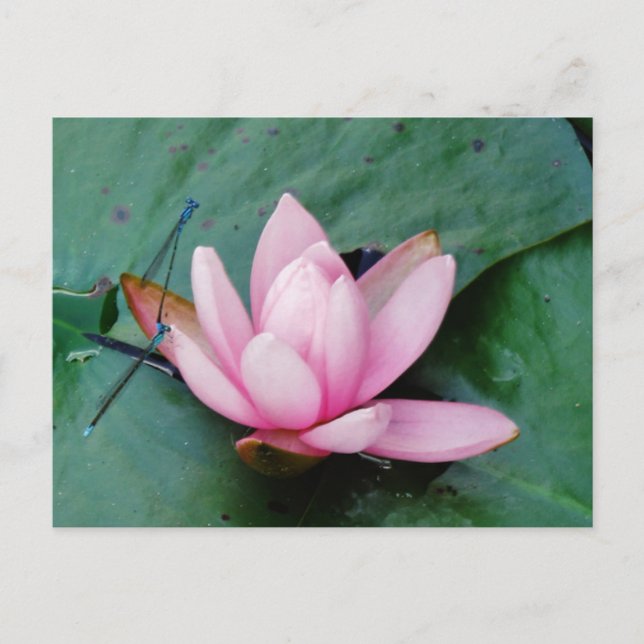 Blue Dragonflies on a pink lotus flower Postcard (Front)