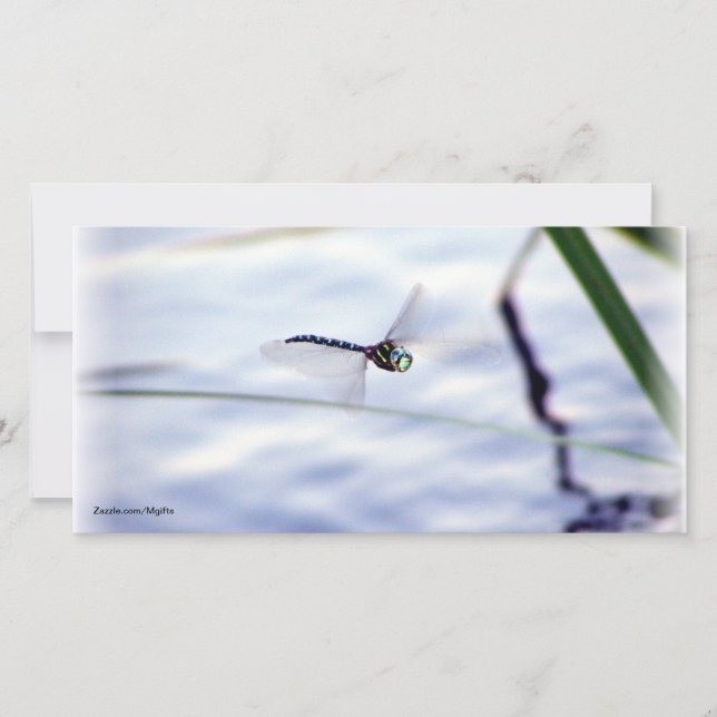 Blue Dragonfly (Front)