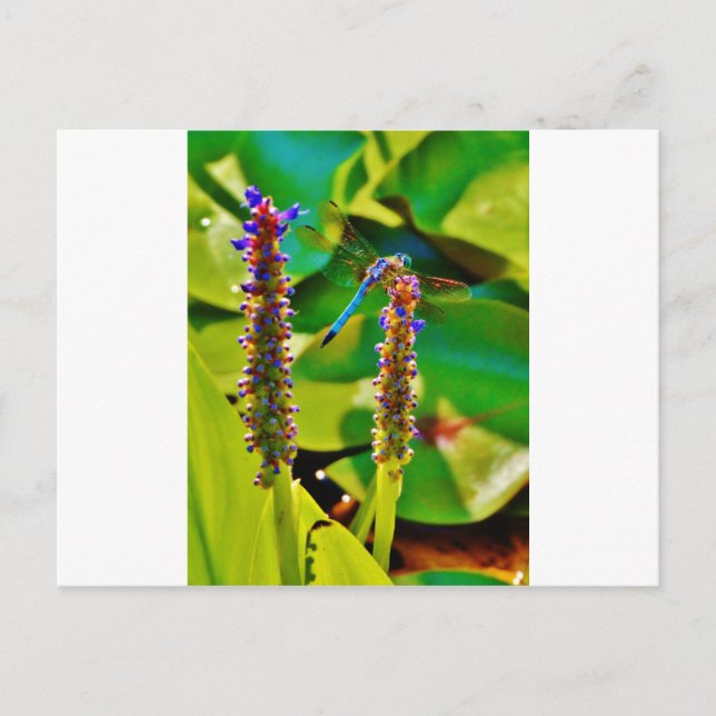 Blue Dragonfly and flowers Postcard (Front)