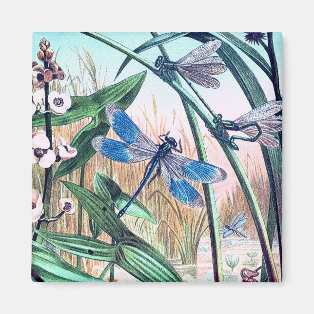 Blue Dragonfly at the pond vintage illustration  Magnet (Front)