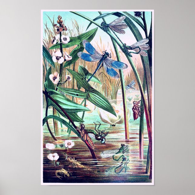 Blue Dragonfly at the pond vintage illustration  Poster (Front)