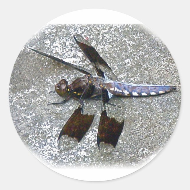 Blue Dragonfly Classic Round Sticker (Front)