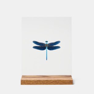 Blue Dragonfly - Insect Wildlife Animal Lover Ento Acrylic Sign