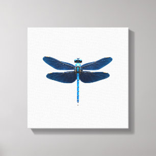 Blue Dragonfly - Insect Wildlife Animal Lover Ento Canvas Print