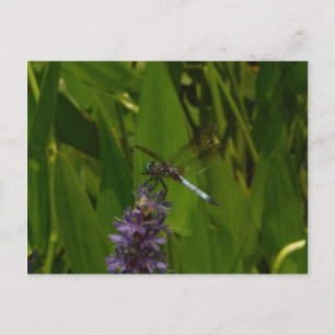 Blue Dragonfly on a Purple flower Postcard