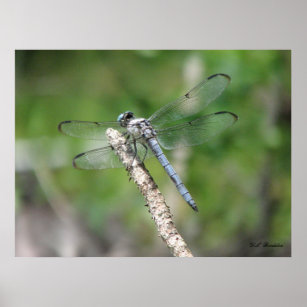 Blue Dragonfly on Perch Poster