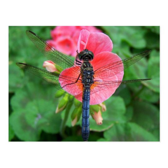 Blue dragonfly on pink flower green background postcard