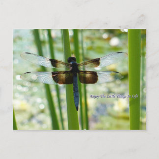 Blue Dragonfly Postcard