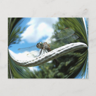 Blue Dragonfly ~ postcard