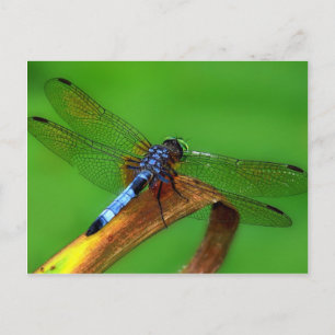 Blue Dragonfly Postcard