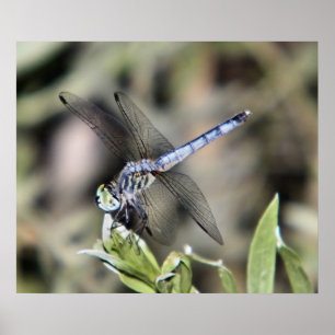 blue dragonfly print