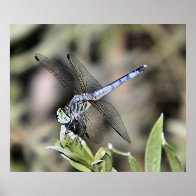 blue dragonfly print (Front)