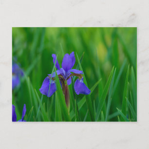 Blue Dutch Among Leaves Postcard