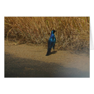 Blue-eared Starling