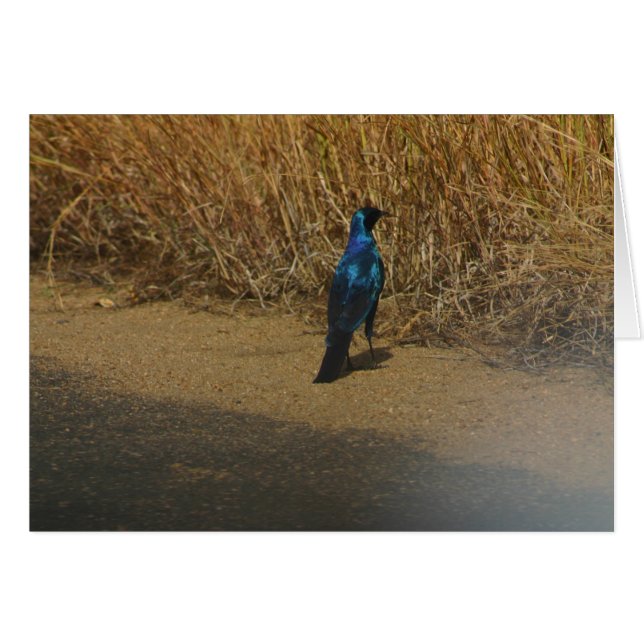 Blue-eared Starling (Front Horizontal)