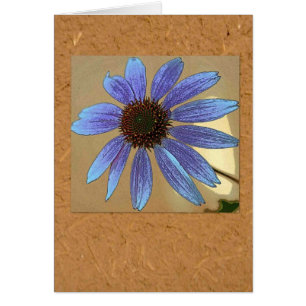 Blue echinacea