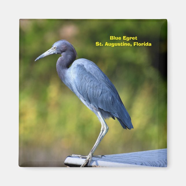 Blue Egret Background  Magnet (Front)