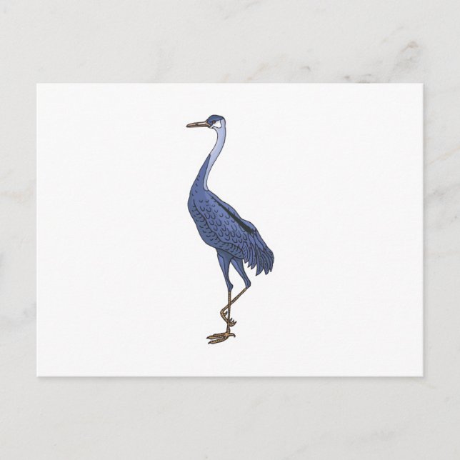 blue egret bird postcard (Front)