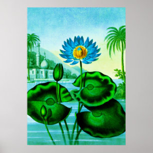 Blue Egyptian Water Lily / Lotus Illustration  Poster