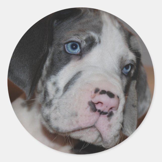 Blue Eye Great Dane Puppy Classic Round Sticker (Front)