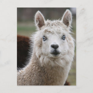 Blue-Eyed Alpaca Postcard