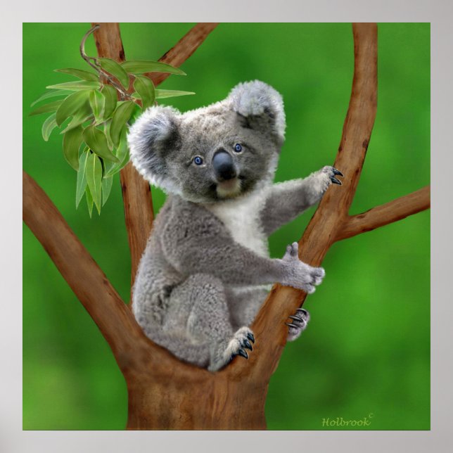 Blue-Eyed Baby Koala Bear Poster (Front)