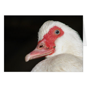 Blue-Eyed Beauty Muscovy Duck