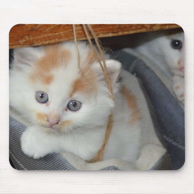 Blue Eyed, Brown and White patched Kitten in boot Mouse Mat (Front)