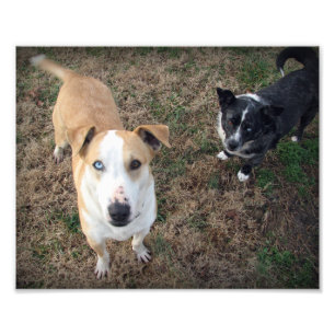 blue-eyed+brown-eyed photo print