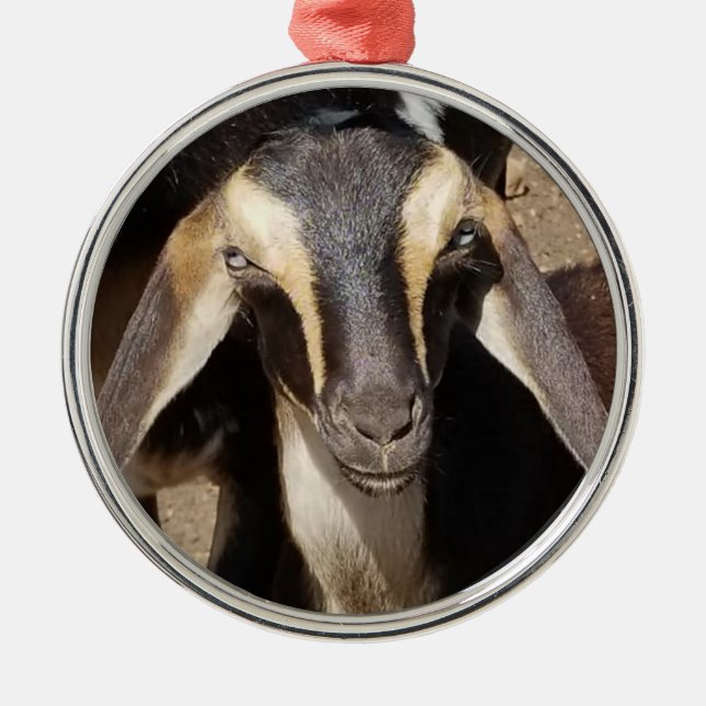 Blue Eyed Buckskin Mini Nubian Dairy Goat Kid Metal Tree Decoration (Front)