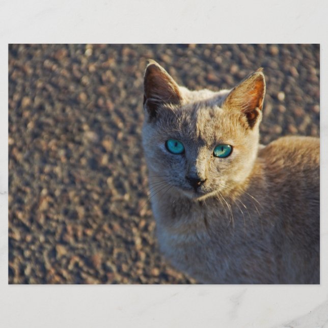 Blue Eyed cat (Front)
