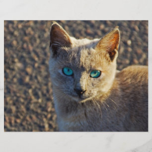 Blue Eyed cat Flyer