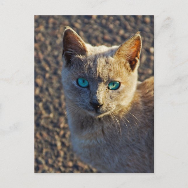 Blue Eyed cat Postcard (Front)