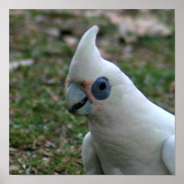 Blue Eyed Cockatoo Poster (Front)