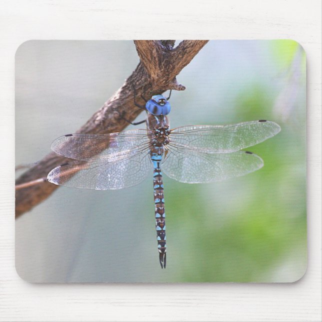 Blue - Eyed Darner Dragonfly Mouse Mat (Front)