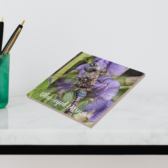 Blue-Eyed Darner Dragonfly on Flower Tile (In Situ)