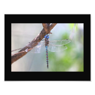 Blue-eyed Darner dragonfly Photo Print