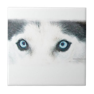 Blue eyed dogs can see the wind tile