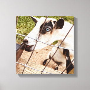 blue eyed goat canvas print