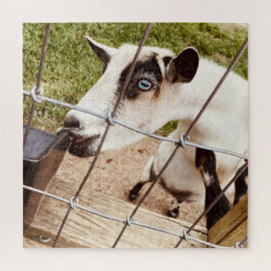 blue eyed goat jigsaw puzzle
