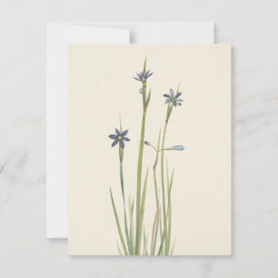 Blue-Eyed Grass by Mary Vaux Walcott Card