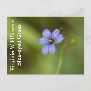 Blue Eyed Grass Virginia Wildflower Postcard