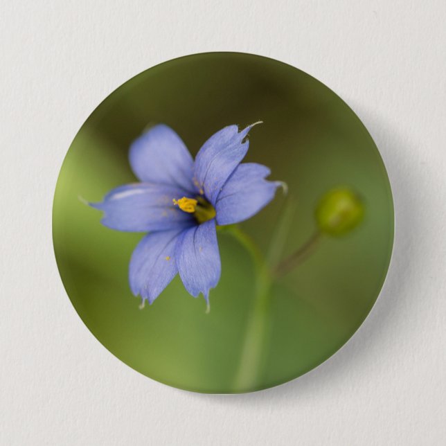 Blue Eyed Grass Wildflower Floral Button (Front)
