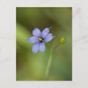Blue Eyed Grass Wildflower Floral Postcard