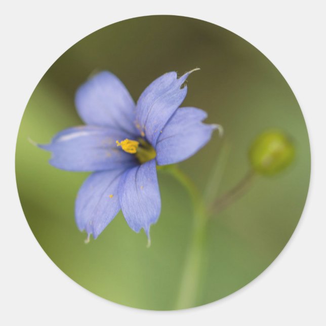 Blue Eyed Grass Wildflower Floral Round Stickers (Front)