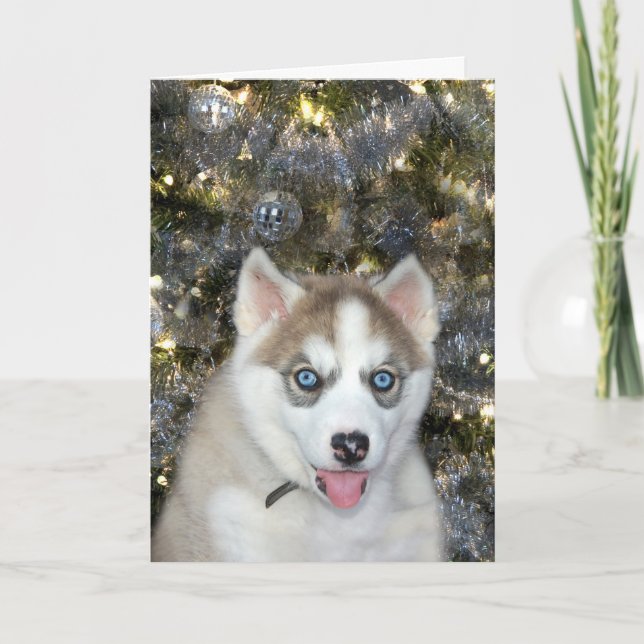 Blue eyed husky Christmas Holiday Card (Front)